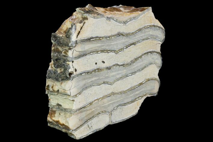 Polished Mammoth Molar Section - South Carolina #125537